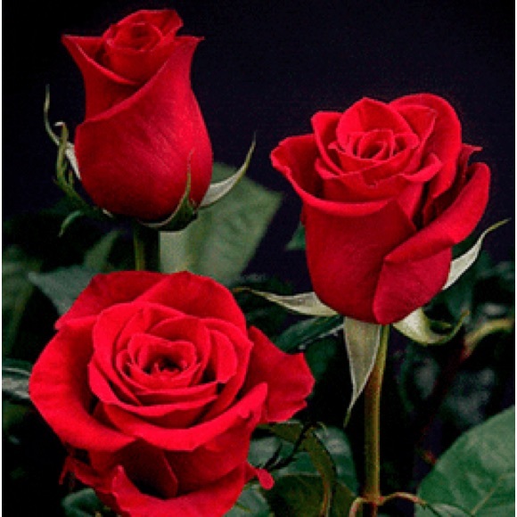 Meet your Posher, Geri - Picture 3 of 3